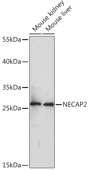 NECAP2 Rabbit Polyclonal Antibody