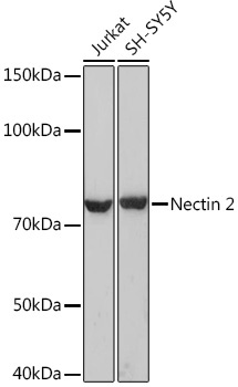Nectin 2/CD112 Rabbit Monoclonal Antibody