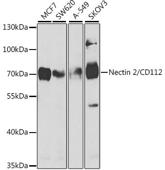 Nectin 2/CD112 Rabbit Polyclonal Antibody