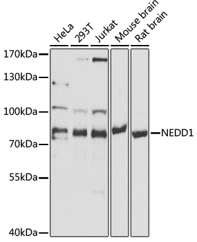 NEDD1 Rabbit Polyclonal Antibody