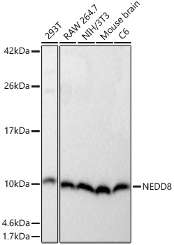 NEDD8 Rabbit Monoclonal Antibody