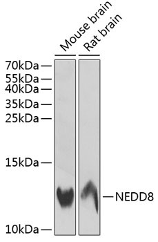 NEDD8 Rabbit Polyclonal Antibody