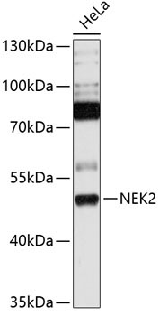 NEK2 Rabbit Polyclonal Antibody