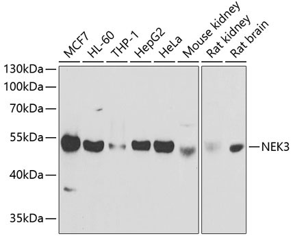 NEK3 Rabbit Polyclonal Antibody