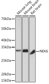 NEK6 Rabbit Monoclonal Antibody - Image 2