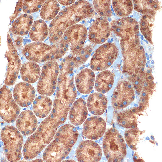 NEK6 Rabbit Monoclonal Antibody - Image 3