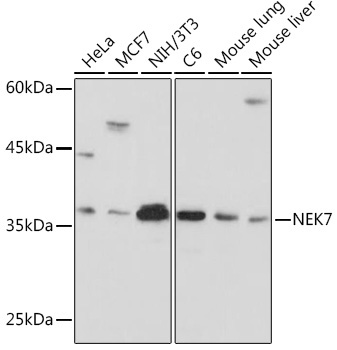 NEK7 Rabbit Monoclonal Antibody