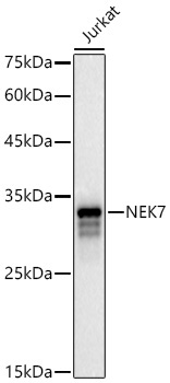 NEK7 Rabbit Polyclonal Antibody