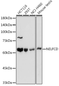 NELFCD Rabbit Polyclonal Antibody
