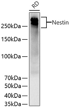 Nestin Rabbit Polyclonal Antibody