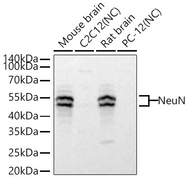 NeuN Rabbit Monoclonal Antibody