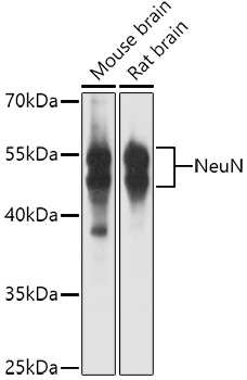 NeuN Rabbit Polyclonal Antibody