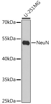 NeuN Rabbit Polyclonal Antibody