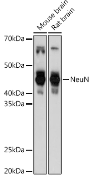 NeuN Rabbit Polyclonal Antibody