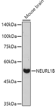 NEURL1B Rabbit Polyclonal Antibody