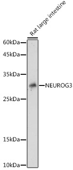 NEUROG3 Rabbit Polyclonal Antibody