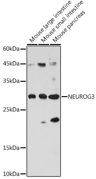 NEUROG3 Rabbit Polyclonal Antibody
