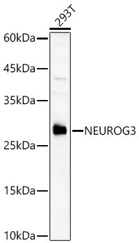 NEUROG3 Rabbit Polyclonal Antibody