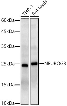 NEUROG3 Rabbit Polyclonal Antibody