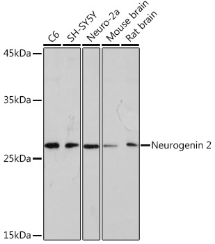 Neurogenin 2 Rabbit Monoclonal Antibody
