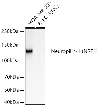 Neuropilin-1 (NRP1) Rabbit Monoclonal Antibody