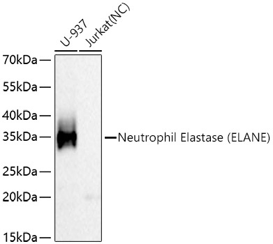 Neutrophil Elastase (ELANE) Rabbit Monoclonal Antibody