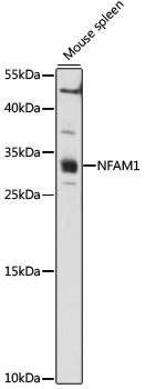 NFAM1 Rabbit Polyclonal Antibody