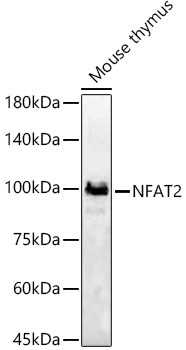NFAT2 Rabbit Polyclonal Antibody