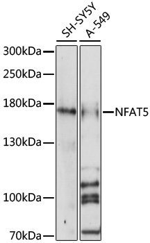 NFAT5 Rabbit Polyclonal Antibody