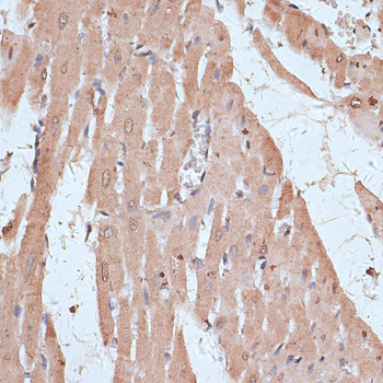 NFE2L1 Rabbit Polyclonal Antibody - Image 2