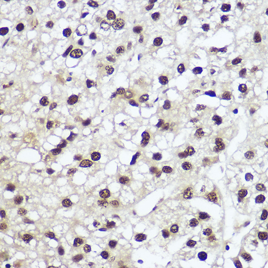 NFIA Rabbit Polyclonal Antibody