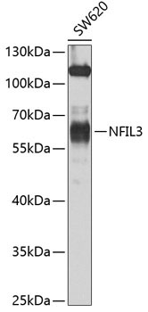 NFIL3 Rabbit Polyclonal Antibody