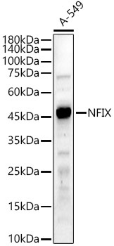 NFIX Rabbit Polyclonal Antibody