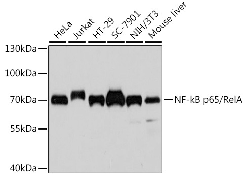 NF-kB p65/RelA Mouse Monoclonal Antibody