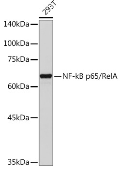 NF-kB p65/RelA Rabbit Polyclonal Antibody