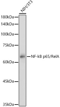 NF-kB p65/RelA Rabbit Polyclonal Antibody