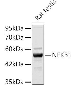NFKB1 Rabbit Polyclonal Antibody