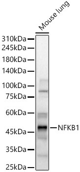 NFKB1 Rabbit Polyclonal Antibody