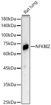 NFKBIZ Rabbit Polyclonal Antibody