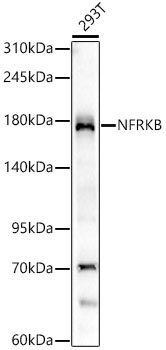 NFRKB Rabbit Monoclonal Antibody