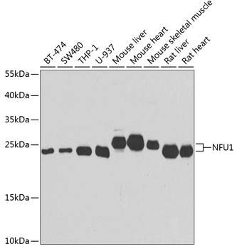 NFU1 Rabbit Polyclonal Antibody