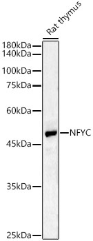NFYC Rabbit Polyclonal Antibody