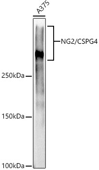 NG2/CSPG4 Rabbit Monoclonal Antibody