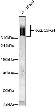 NG2/CSPG4 Rabbit Polyclonal Antibody