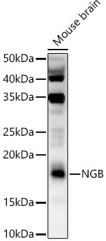 NGB Rabbit Polyclonal Antibody
