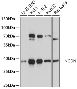 NGDN Rabbit Polyclonal Antibody