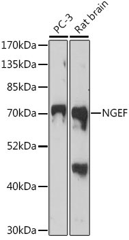 NGEF Rabbit Polyclonal Antibody