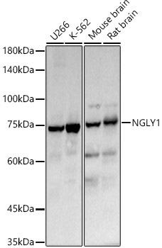 NGLY1 Rabbit Polyclonal Antibody