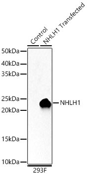 NHLH1 Rabbit Polyclonal Antibody