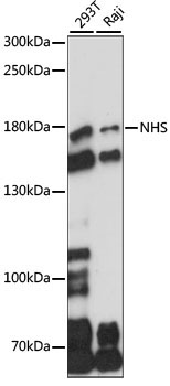 NHS Rabbit Polyclonal Antibody